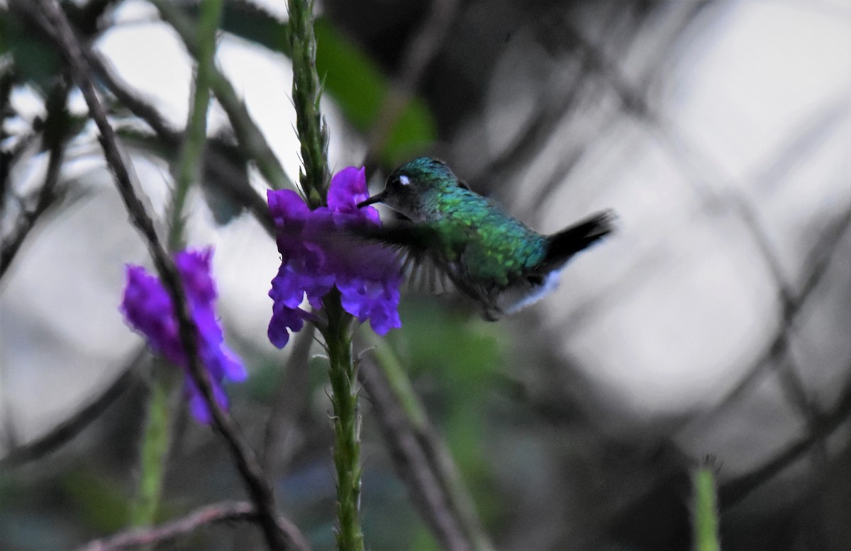 Violet-headed Hummingbird - Ken Milender