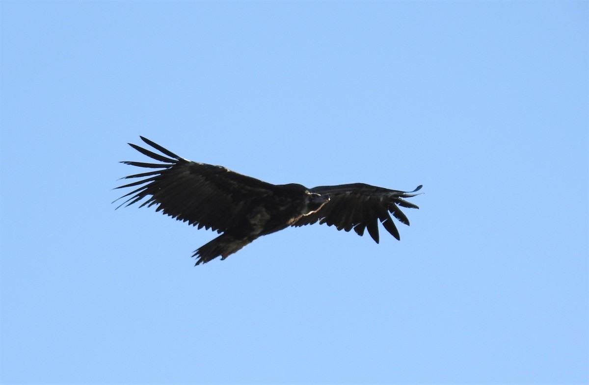 Cinereous Vulture - ML215388911