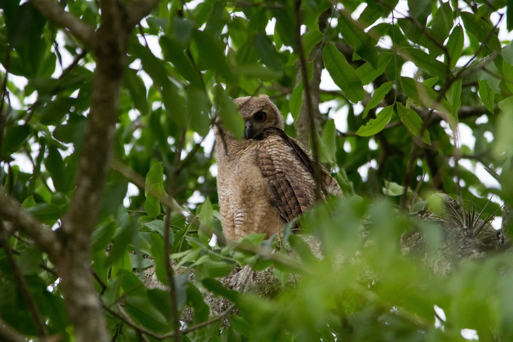 Great Horned Owl - ML215401581