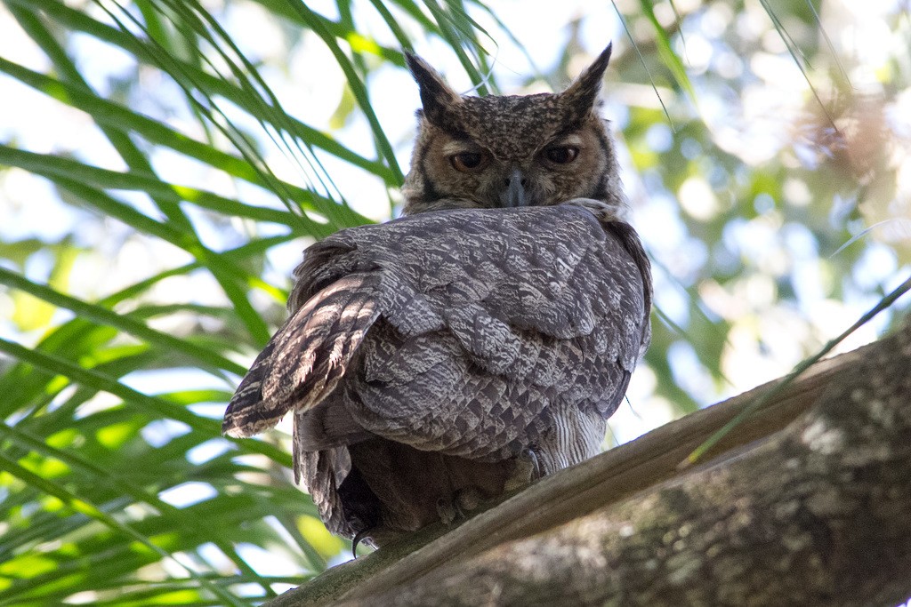 Great Horned Owl - ML215401591