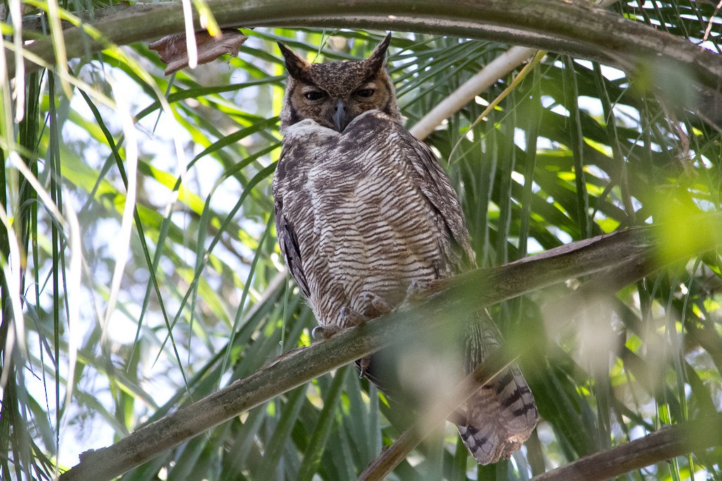 Great Horned Owl - ML215401601