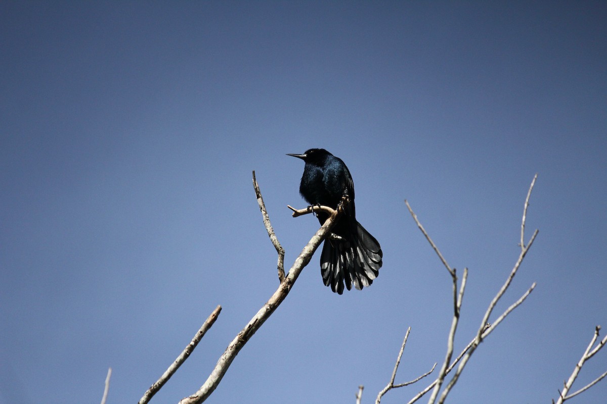 Boat-tailed Grackle - ML215403311
