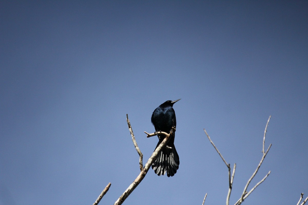 Boat-tailed Grackle - ML215403441