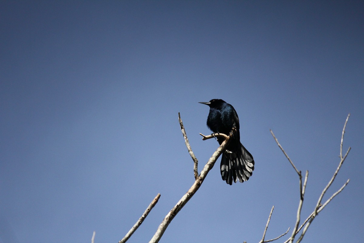 Boat-tailed Grackle - ML215403511
