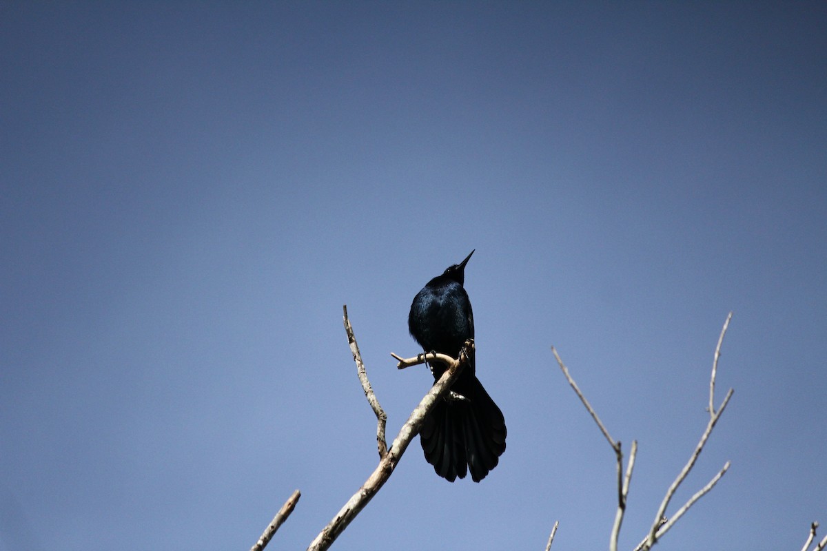 Boat-tailed Grackle - ML215403581