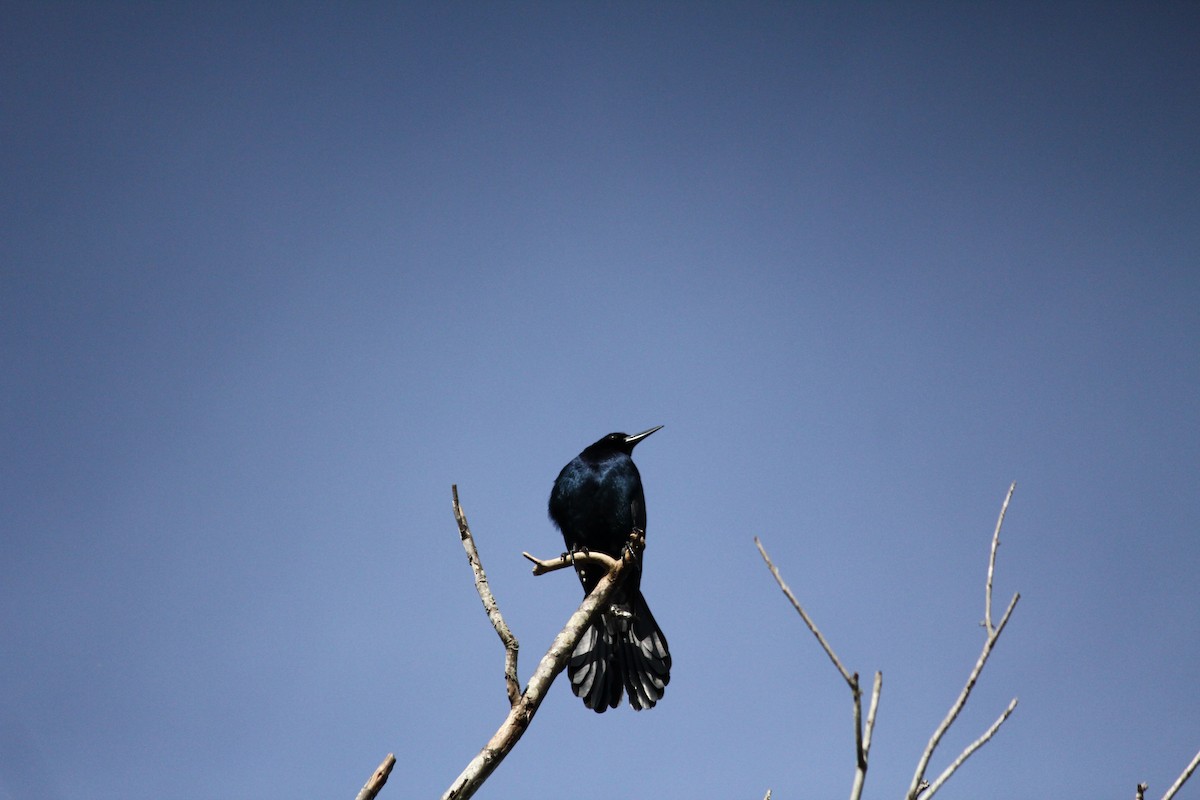 Boat-tailed Grackle - ML215403621