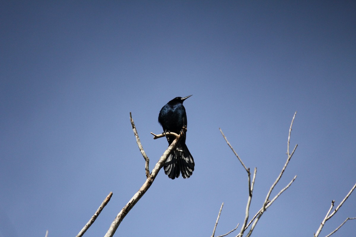 Boat-tailed Grackle - ML215403871