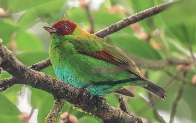 Rufous-winged Tanager - ML215405821