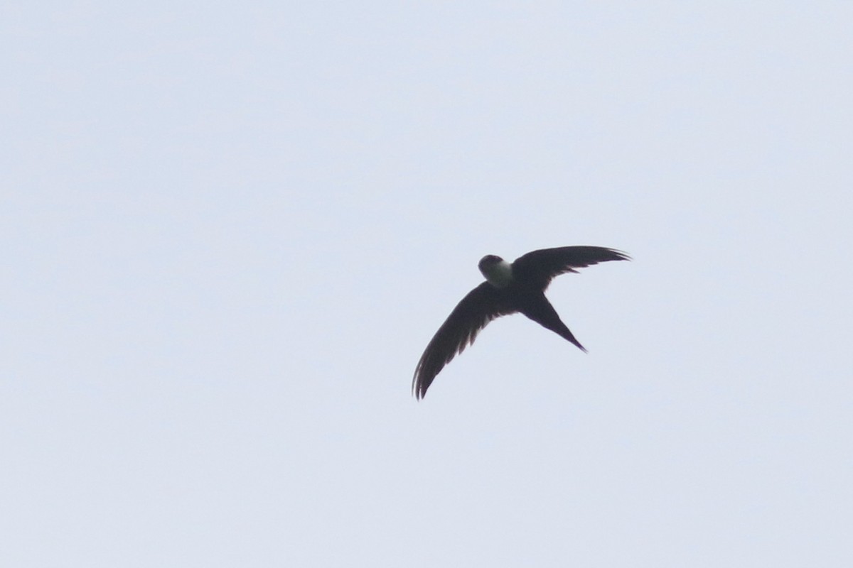 Lesser Swallow-tailed Swift - Anton Liebermann