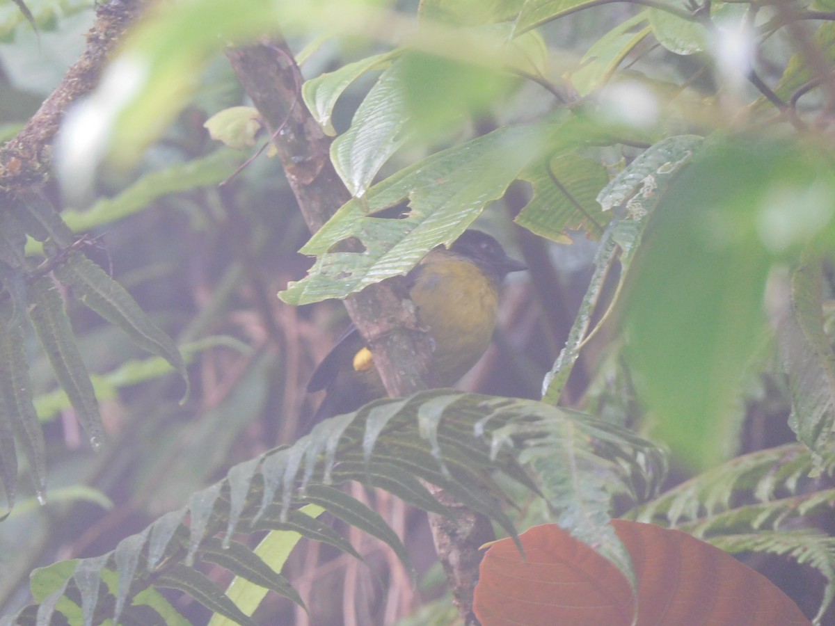 Yellow-green Brushfinch - ML215407131