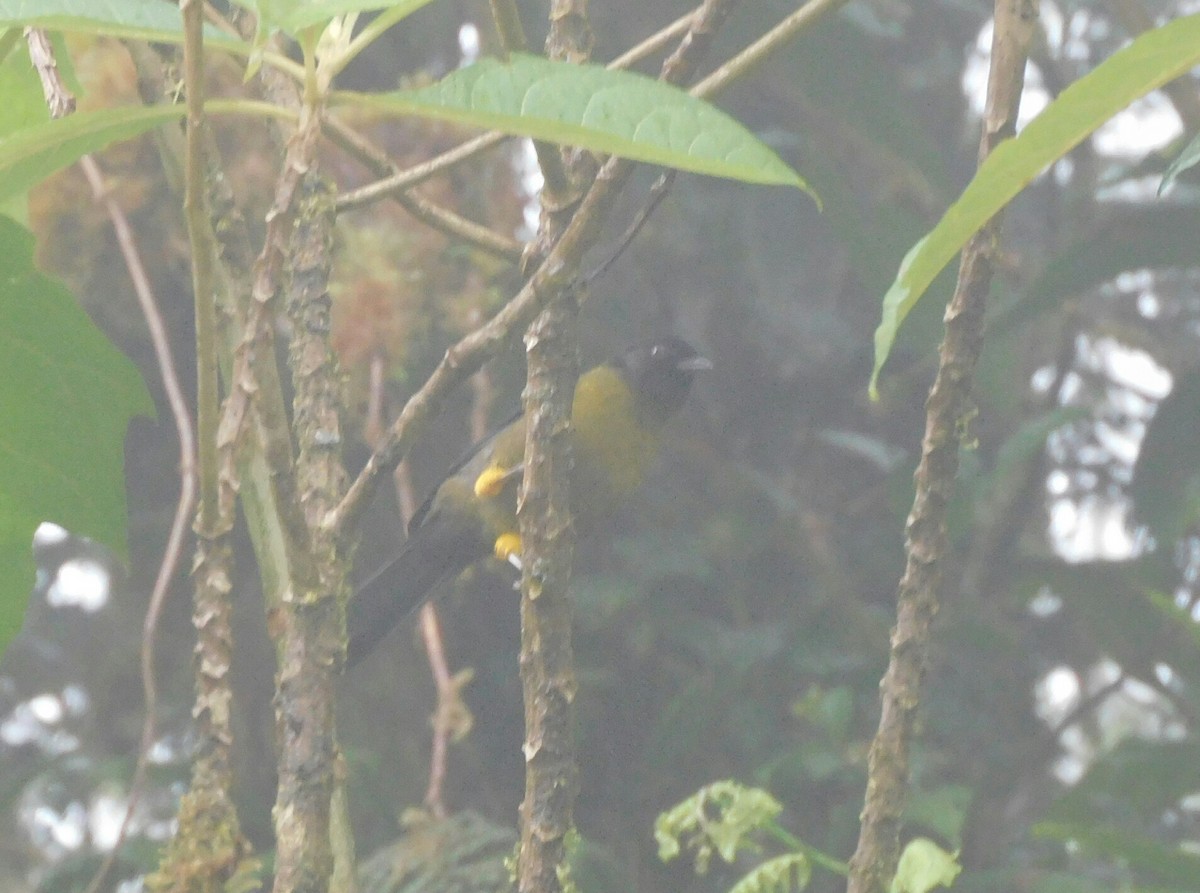 Yellow-green Brushfinch - ML215407891