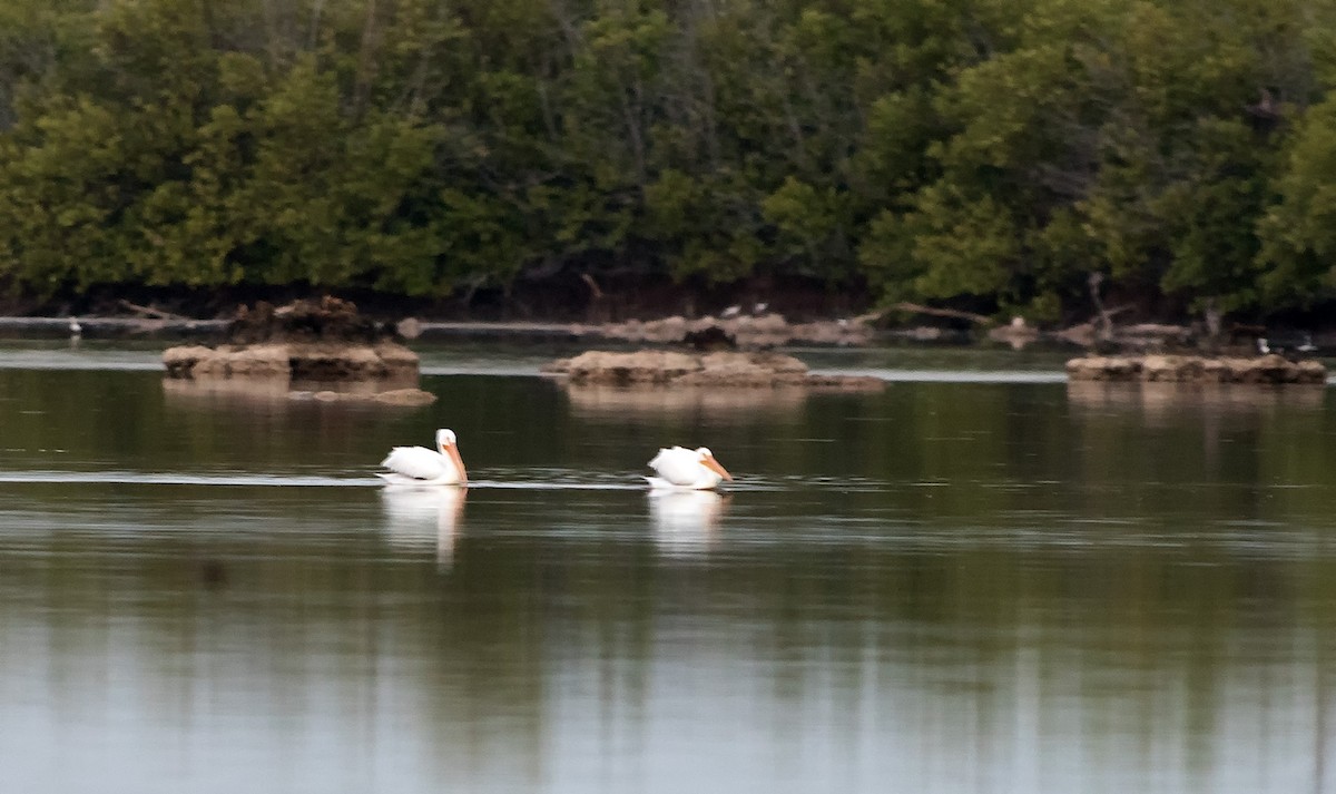 American White Pelican - Denny Swaby