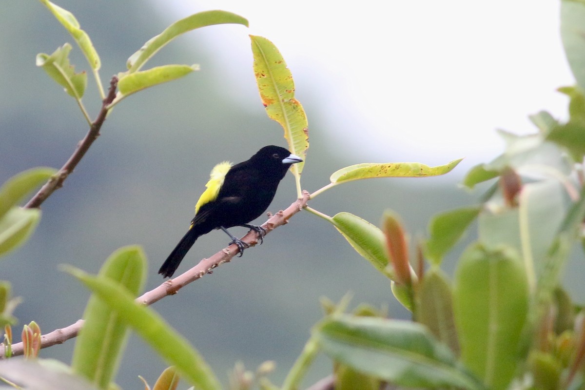 Flame-rumped Tanager (Lemon-rumped) - ML215411991