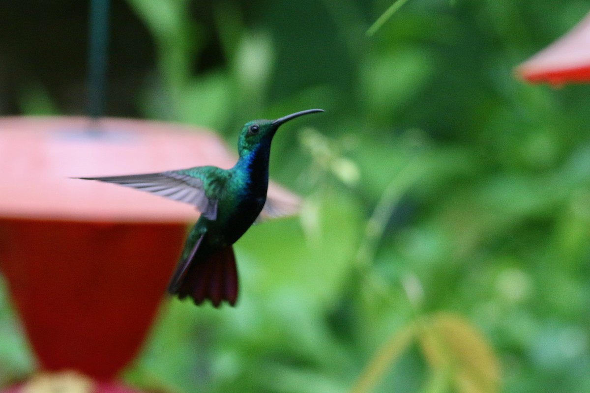 kolibřík tropický (ssp. iridescens) - ML215412181