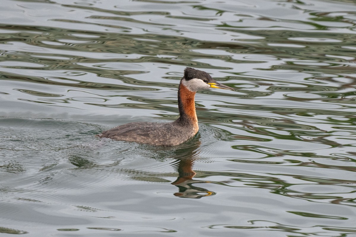 Red-necked Grebe - Andrew Newmark