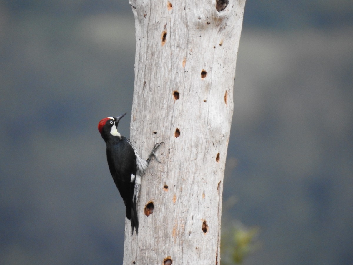 Acorn Woodpecker - ML215426011