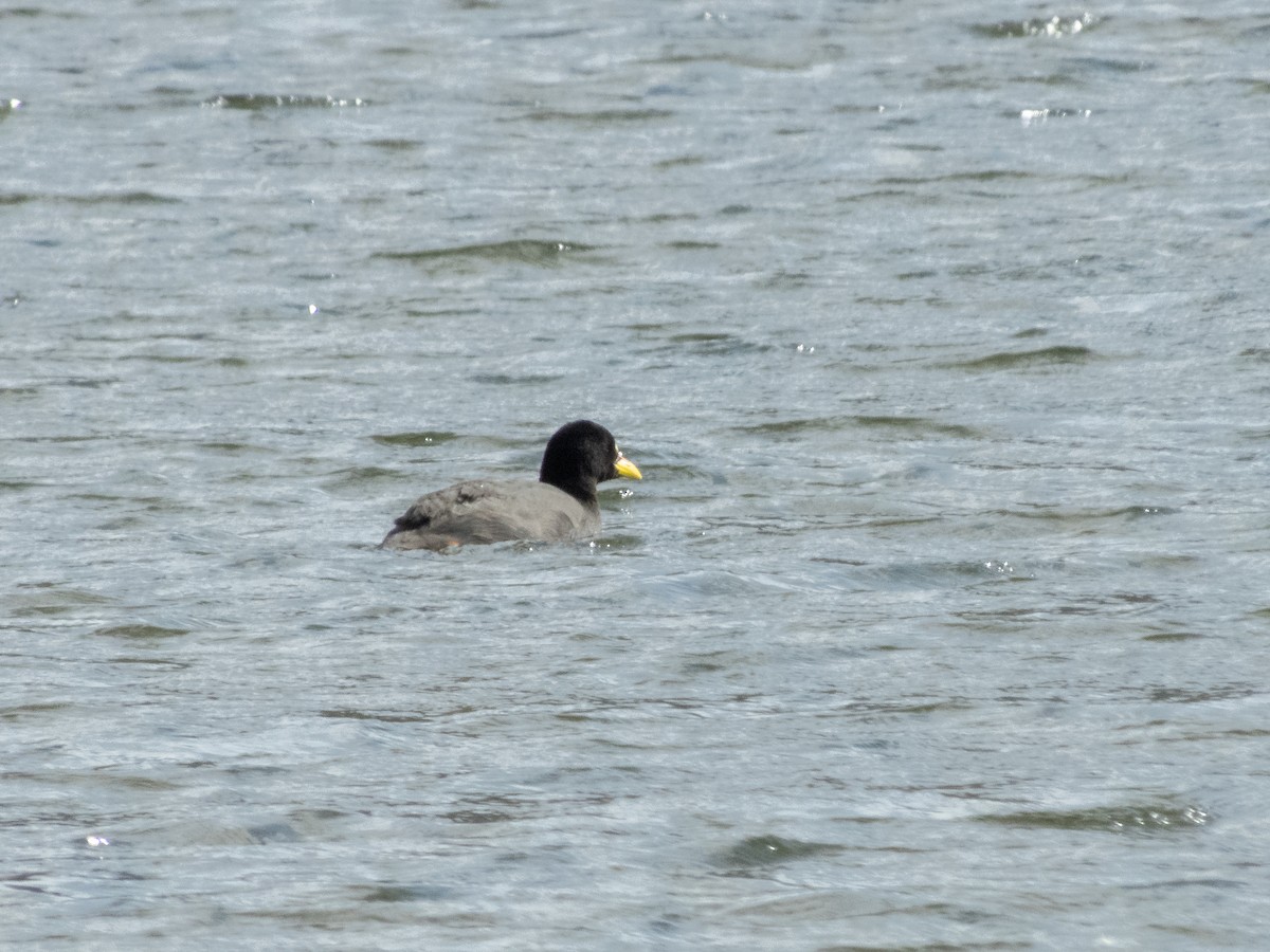 White-winged Coot - ML215426431