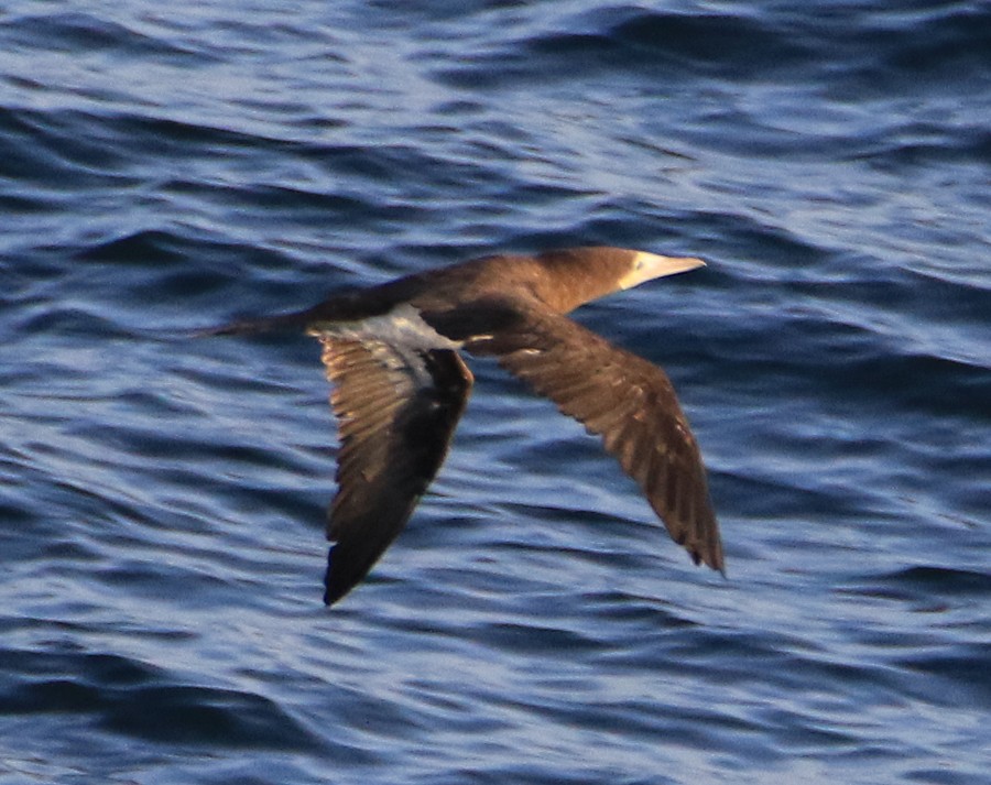 Brown Booby - ML21542721