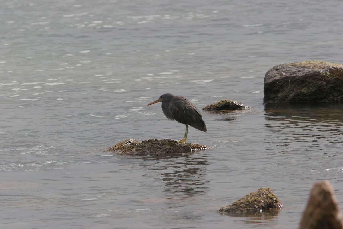 Pacific Reef-Heron - Don Roberson