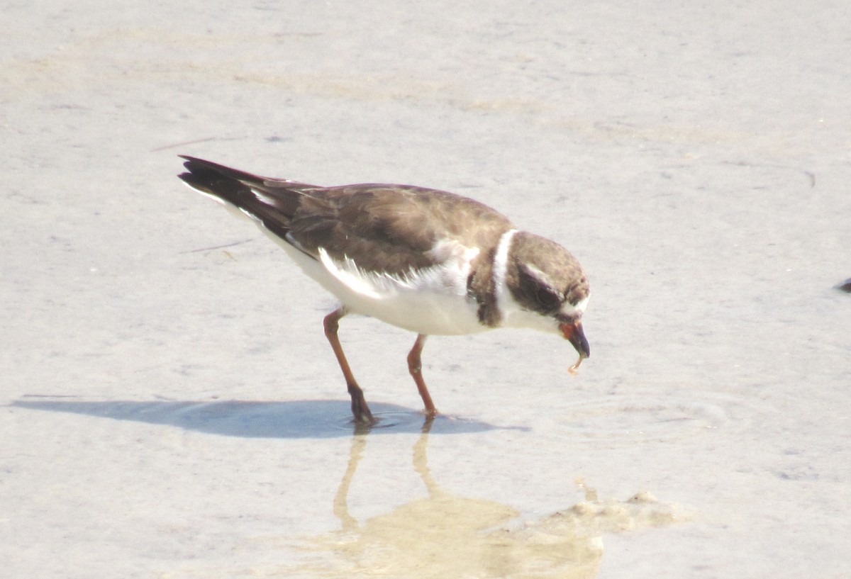 Semipalmated Plover - ML215429051