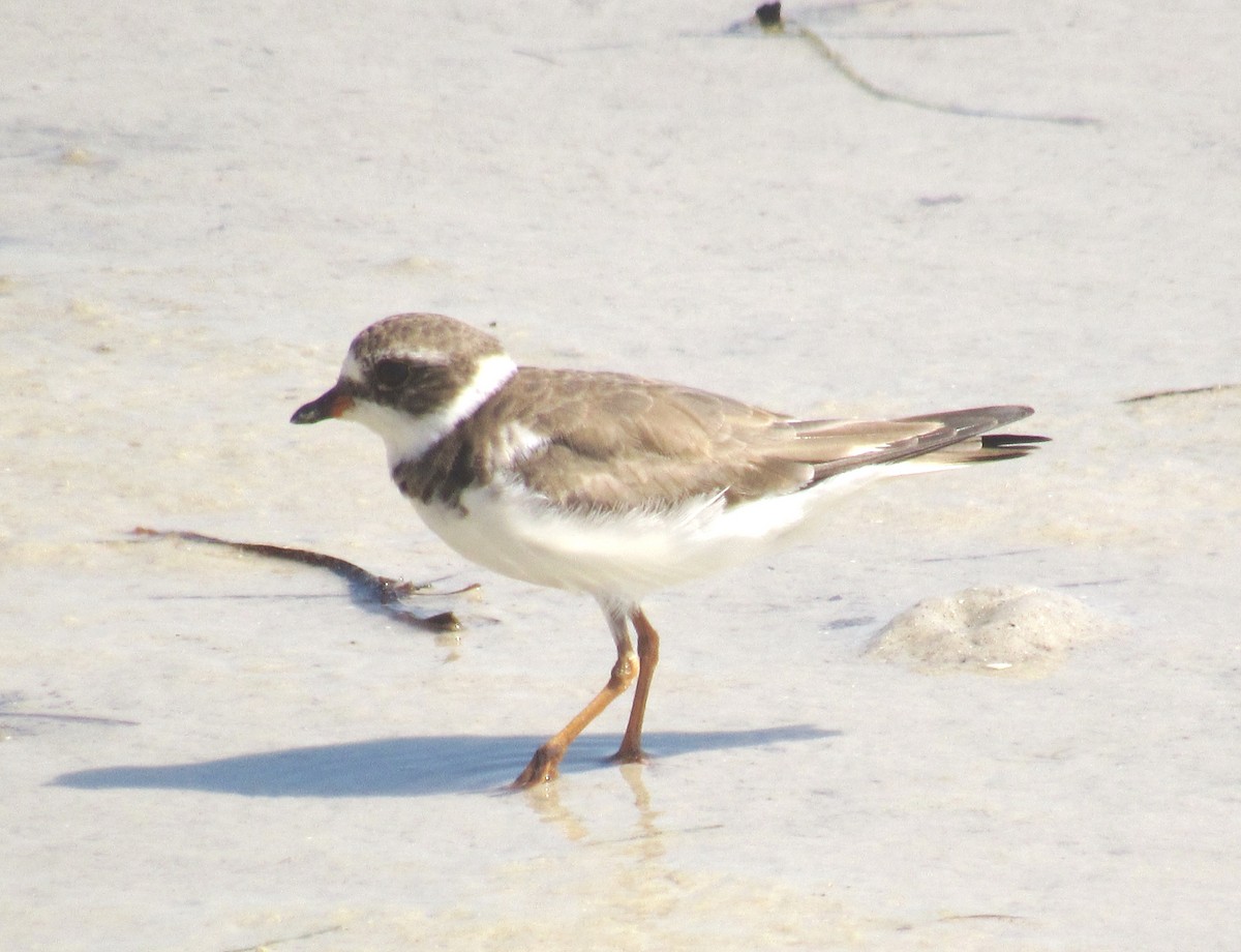 Semipalmated Plover - ML215429071