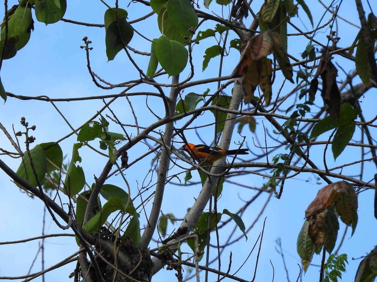 Spot-breasted Oriole - ML215429201