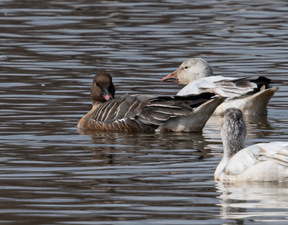 Pink-footed Goose - ML215429651