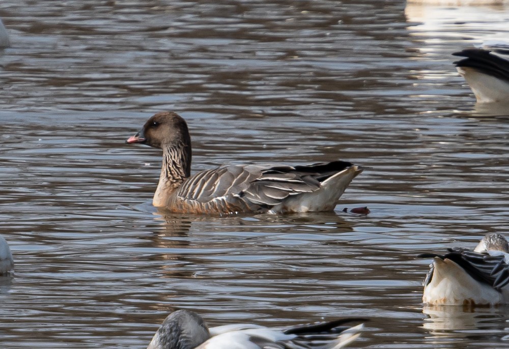 Pink-footed Goose - ML215429681