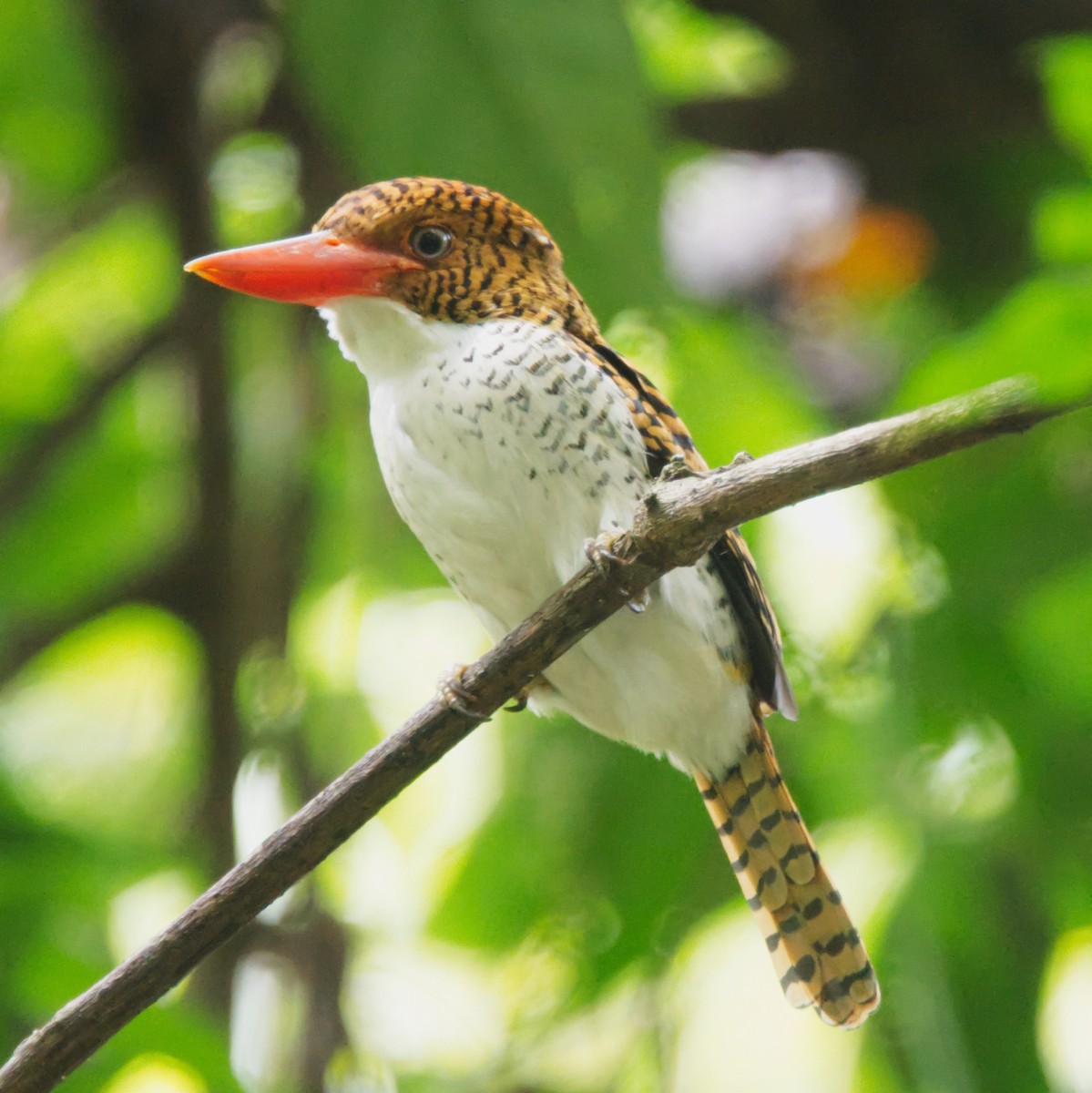 Banded Kingfisher (Banded) - Forrest Rowland