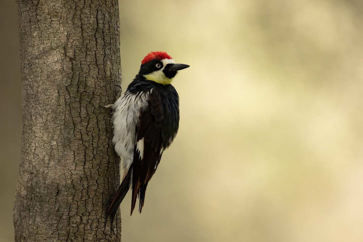 Acorn Woodpecker - ML215436911