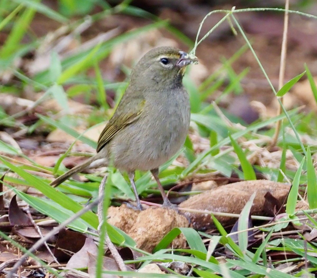 Yellow-faced Grassquit - John Anderson