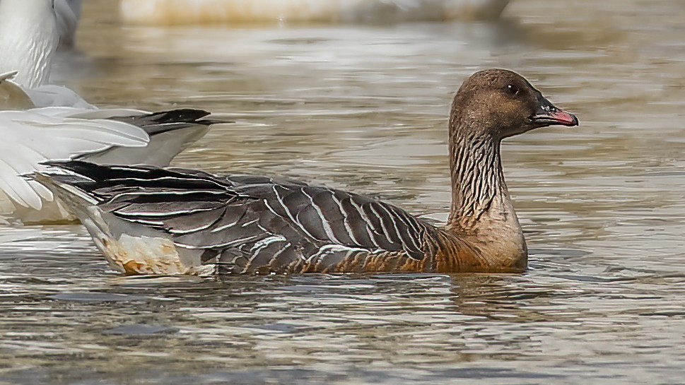 Pink-footed Goose - ML215439311
