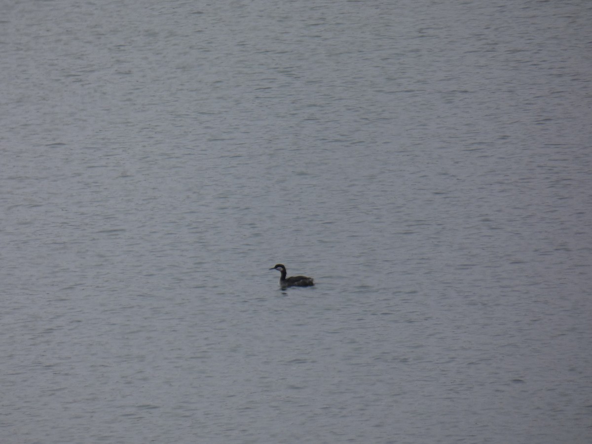 Red-necked Grebe - ML215439771