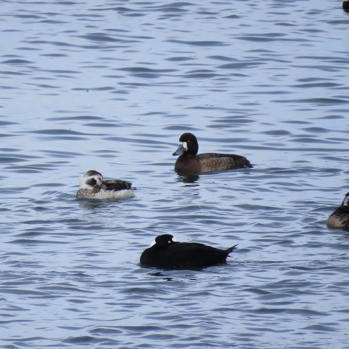 Greater Scaup - ML215440731