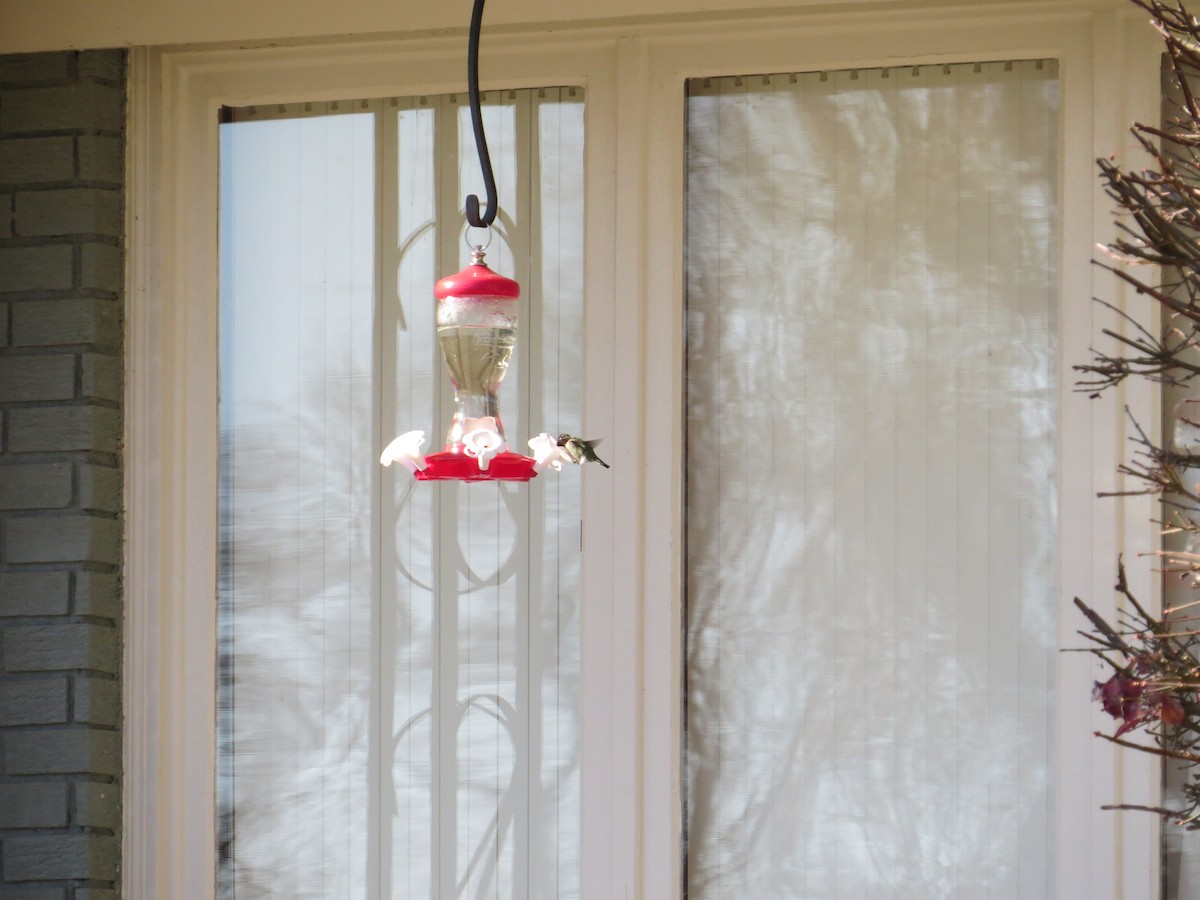 Anna's Hummingbird - ML21544171
