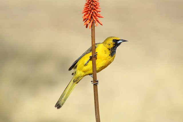 Black-vented Oriole  Audubon Field Guide