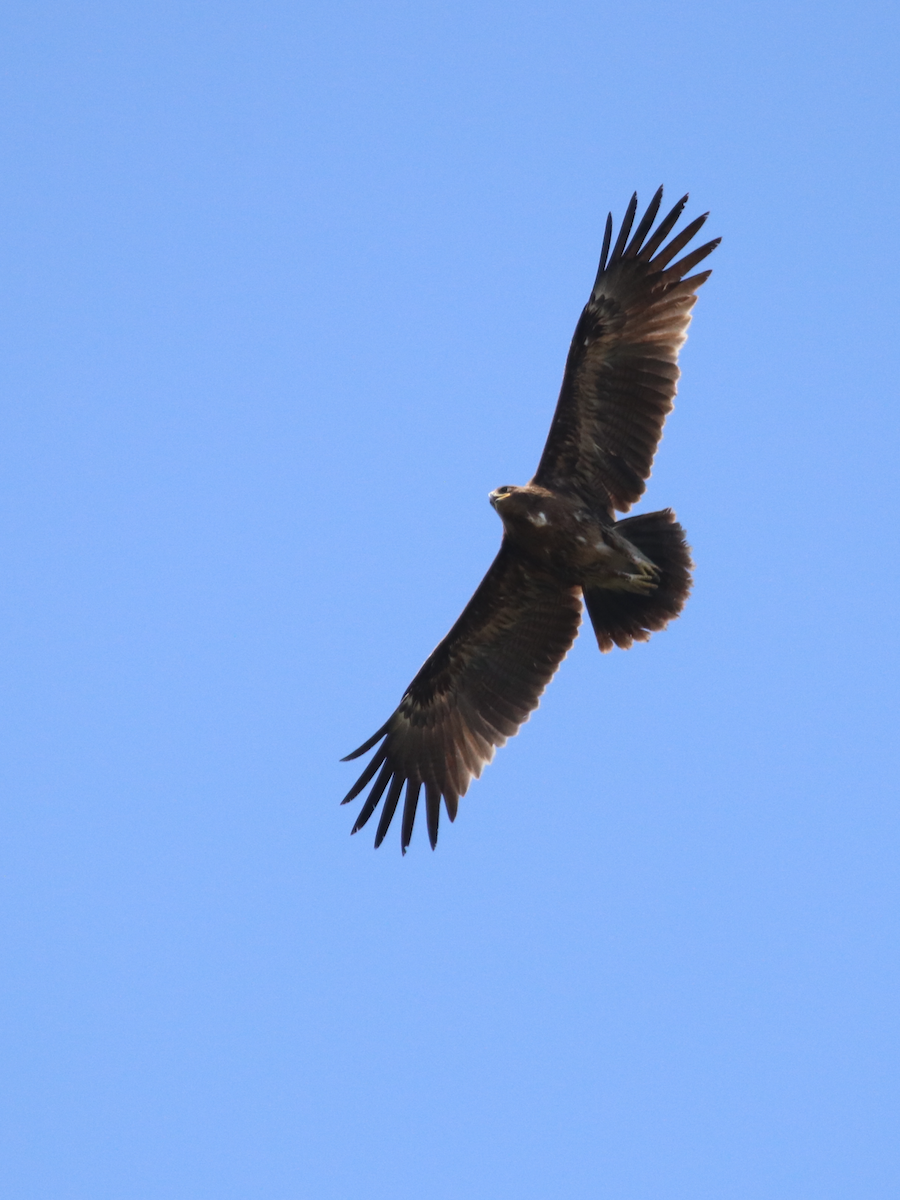 Greater Spotted Eagle - ML215443541