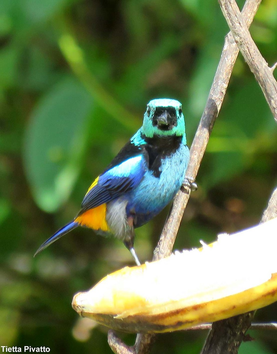 Seven-colored Tanager - ML215447131