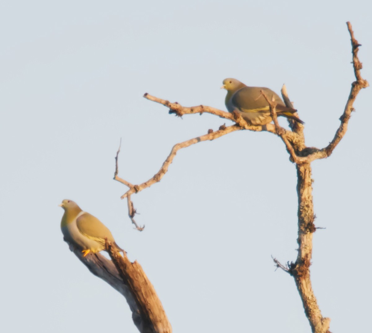 Yellow-footed Green-Pigeon - Forrest Rowland