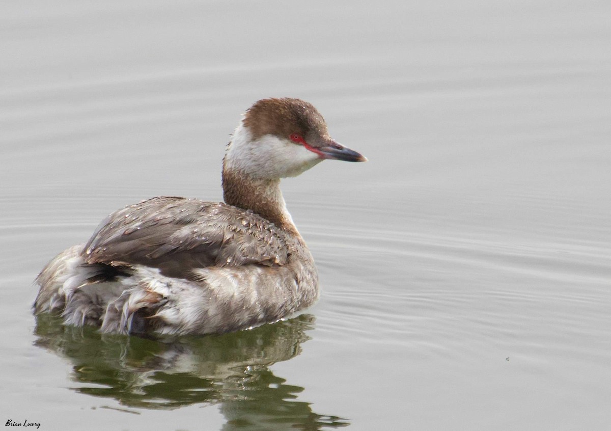 Horned Grebe - Brian Lowry