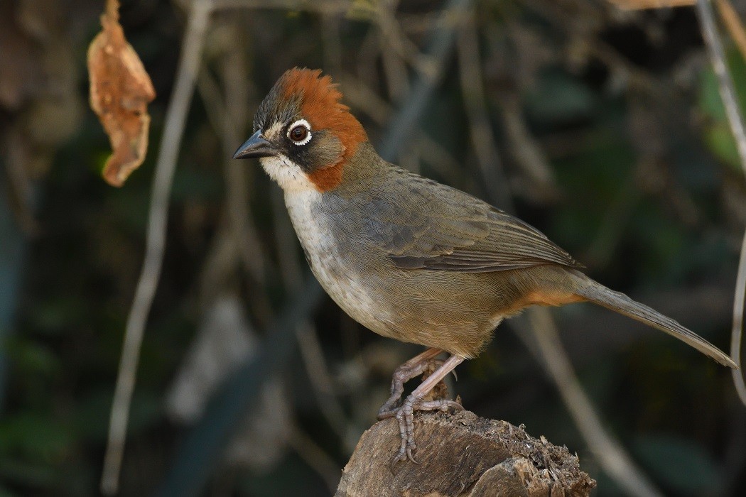 Rusty-crowned Ground-Sparrow - Antonio Robles