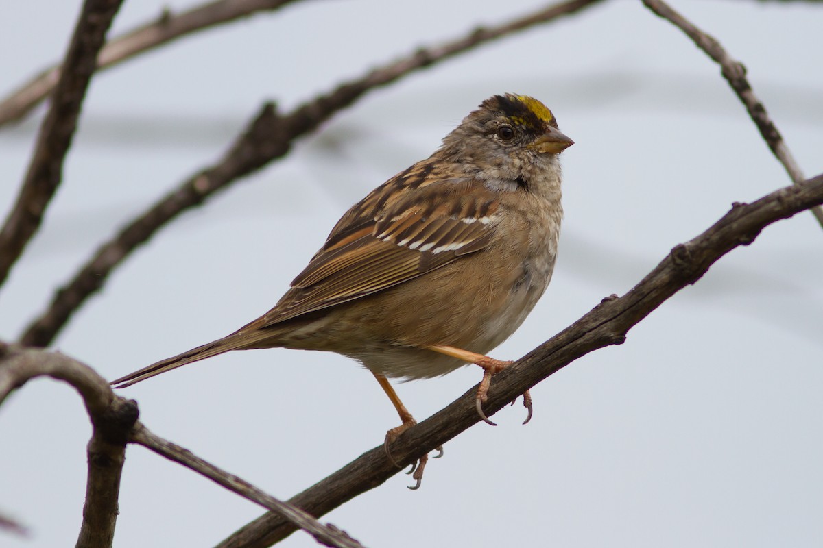 Golden-crowned Sparrow - Paul Hyde