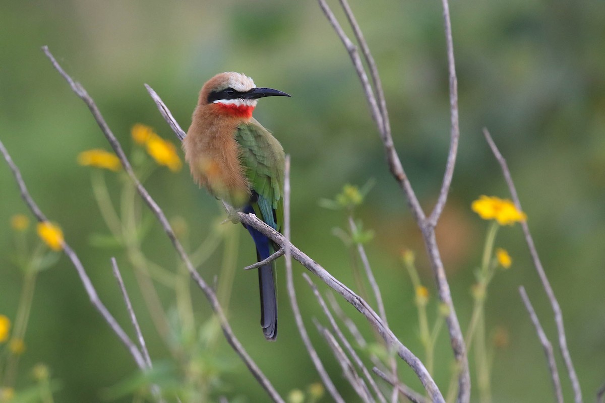White-fronted Bee-eater - Michael O'Brien