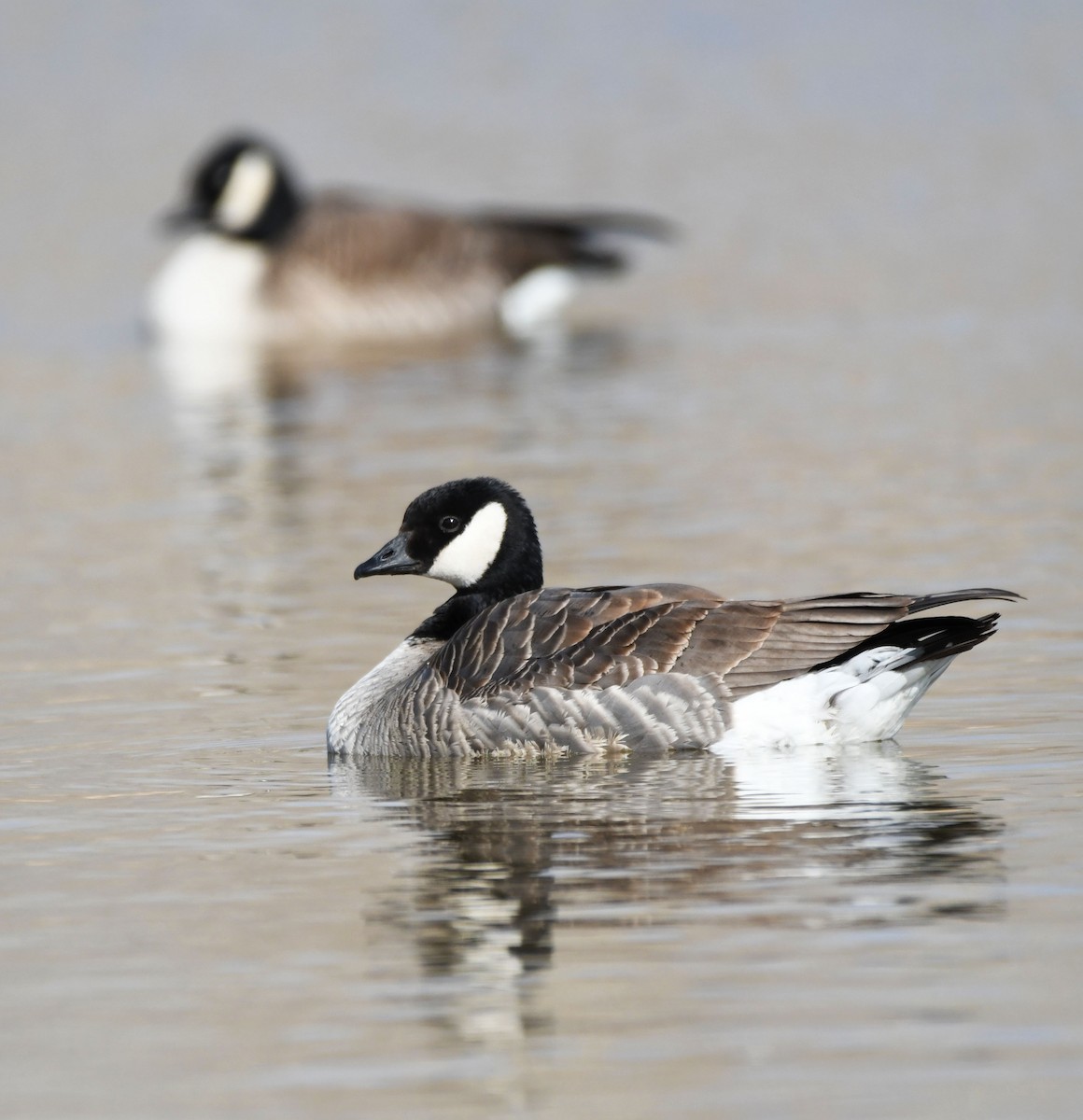 Ebird Checklist Mar Hecla Lake Species Other Taxa