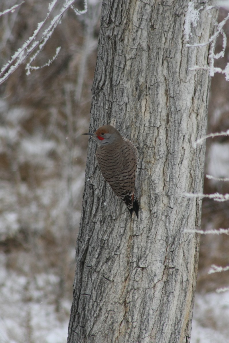 Northern Flicker (Red-shafted) - ML21546471
