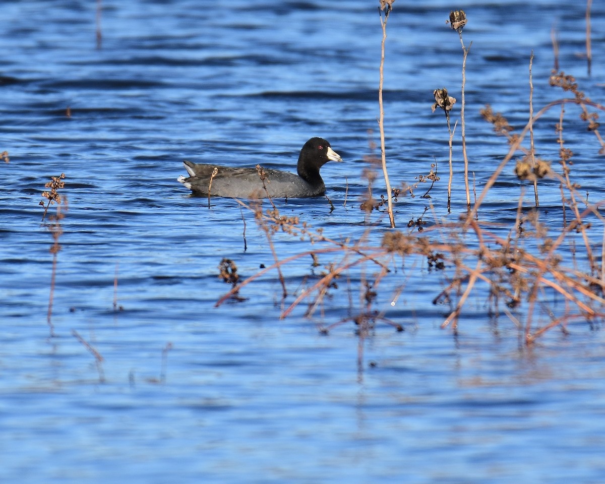 American Coot (Red-shielded) - Andrew Clemens
