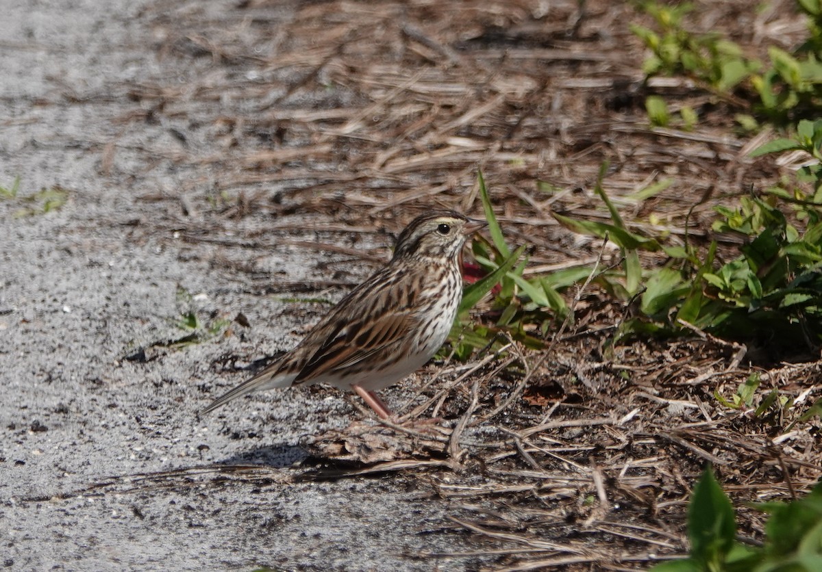 Savannah Sparrow - ML215467481