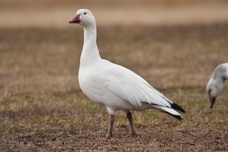 Snow Goose, ML215470151