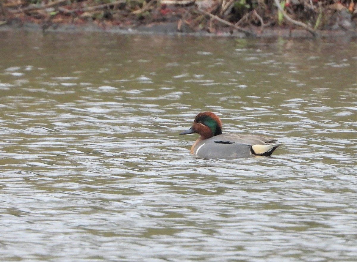 Green-winged Teal - ML215471981