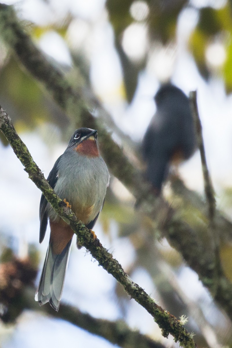 Rufous-throated Solitaire - ML215474151